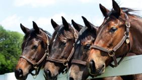 DFCSG race night raises £1,800